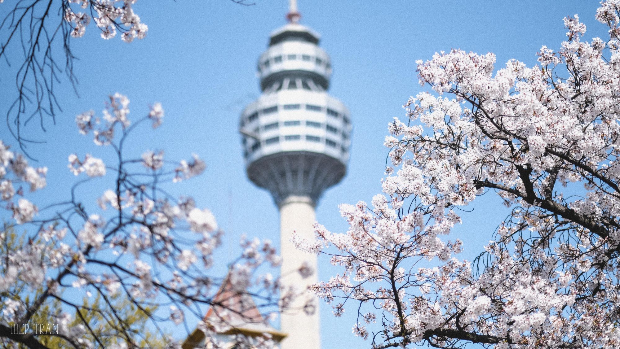 Đi Daegu ngắm hoa anh đào