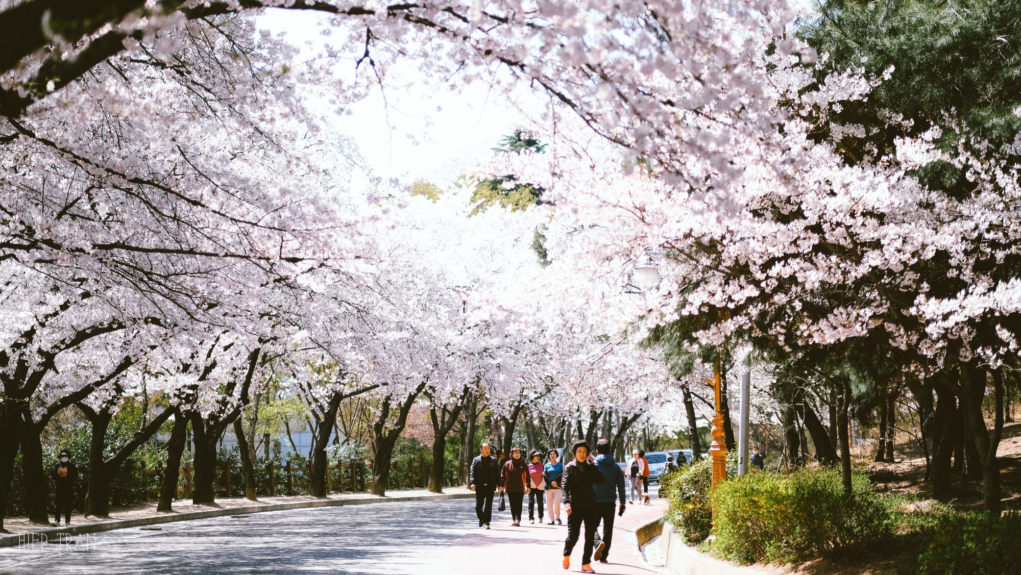 Đi Daegu ngắm hoa anh đào