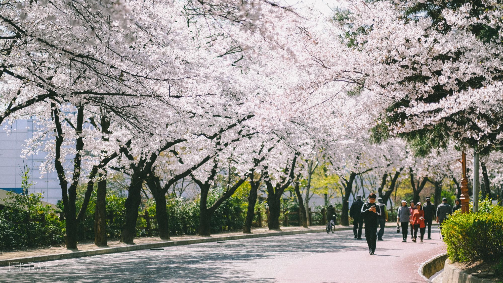 Đi Daegu ngắm hoa anh đào