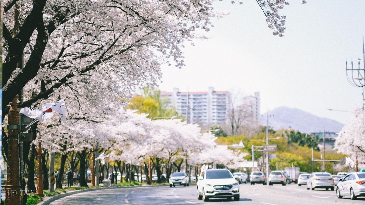 Đi Daegu ngắm hoa anh đào