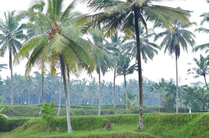 Bali- Không chỉ là thiên đường [Phần 1]